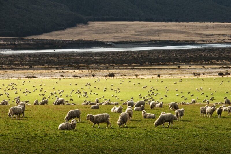 草原の羊たち